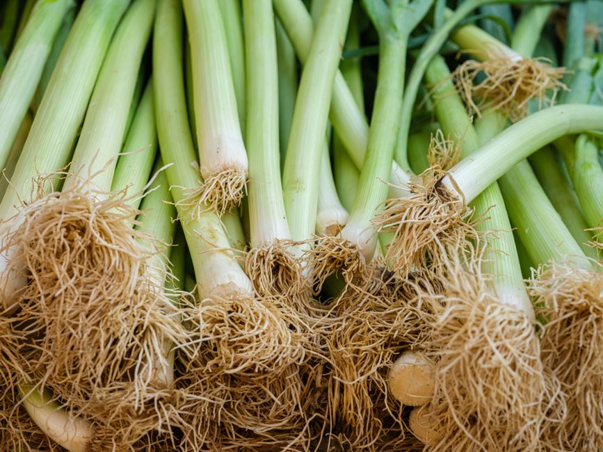 what are leeks good for