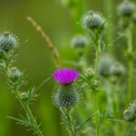 what are milk thistle good for