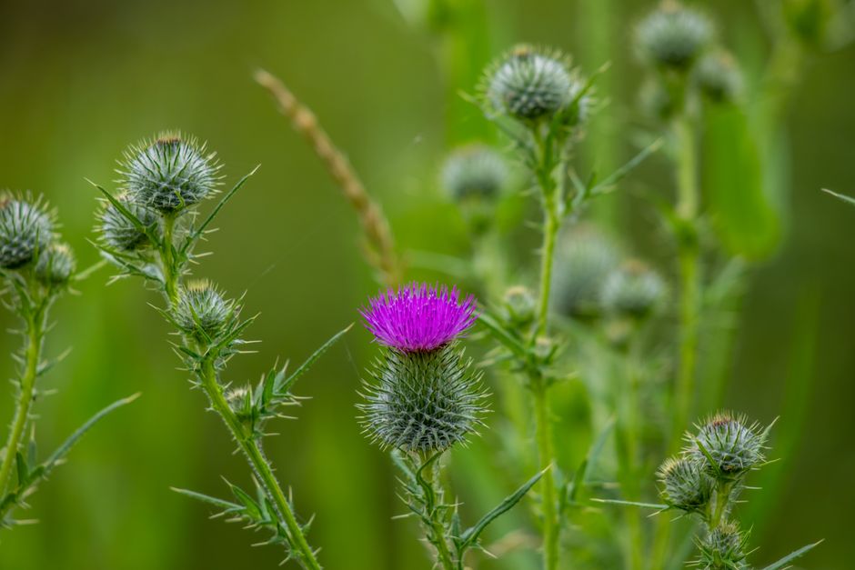 what are milk thistle good for