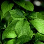 what are the benefits of chlorophyll