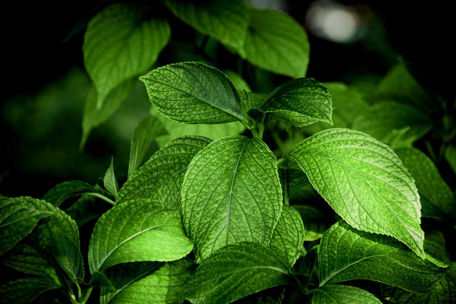 what are the benefits of chlorophyll