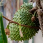 what are the benefits of soursop