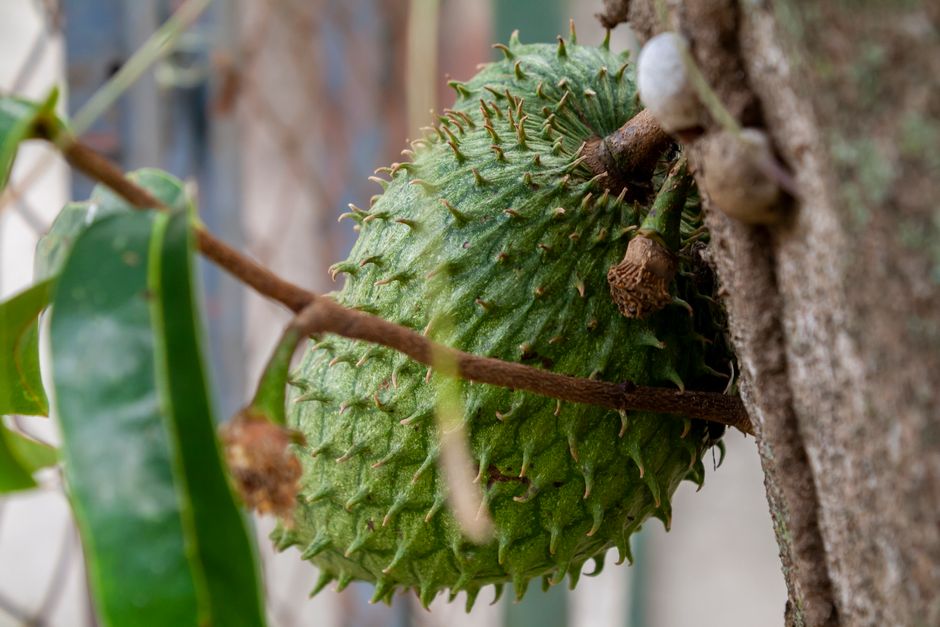 what are the benefits of soursop