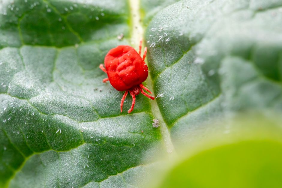 what are the signs of mites