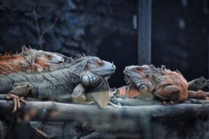 What Can Lizards Eat? 7 what can lizards eat