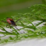 what causes bed bugs and how to avoid them