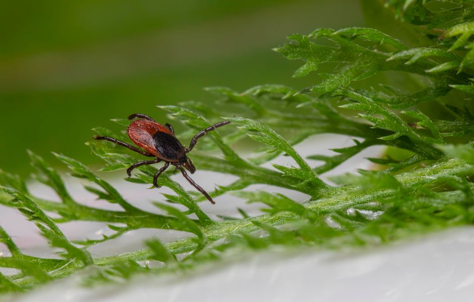 what causes bed bugs and how to avoid them