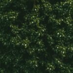 what causes boxwood brown spots and how to treat them