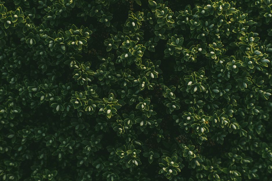 what causes boxwood brown spots and how to treat them
