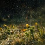 what causes eye allergies from pollen to eye drops