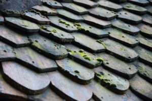 What Causes Mold In A House? 8 what causes mold in a house