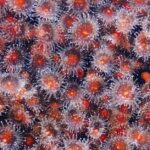 what do colon polyps look like pictures and types