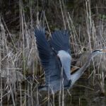 what do great blue herons eat their diet and prey