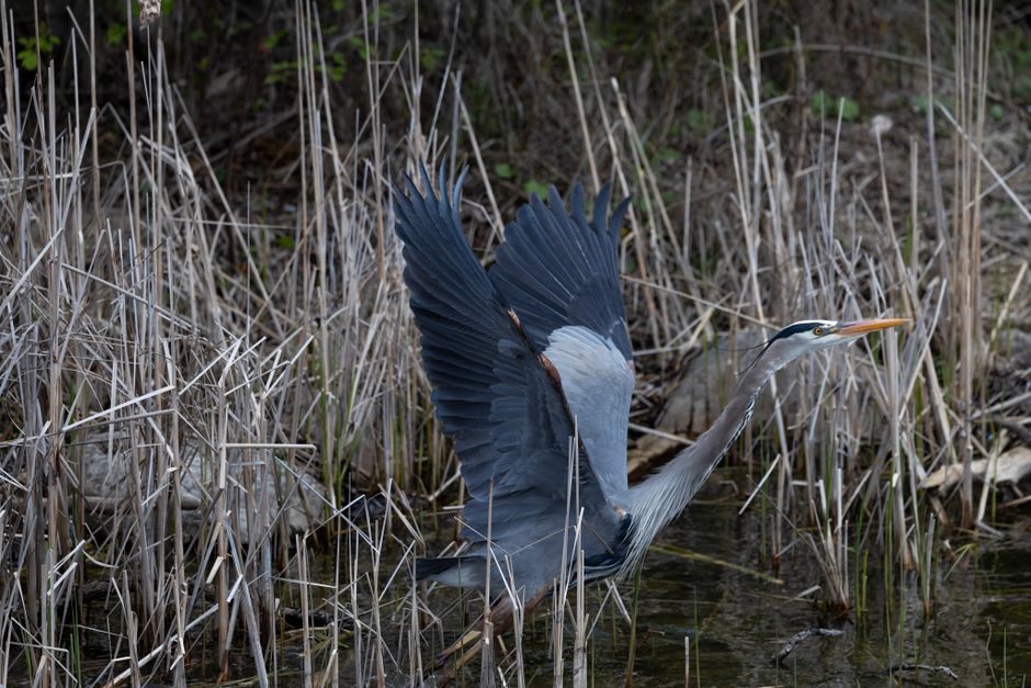 what do great blue herons eat their diet and prey