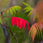 what do poison sumac leaves look like