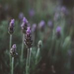 what do purple stems mean deficiency or stress