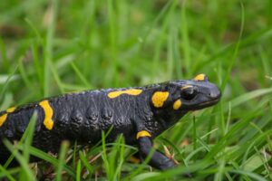 What Do Salamanders Eat From Wild To Captivity? 5 what do salamanders eat from wild to captivity