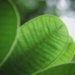 what does a bay leaf do