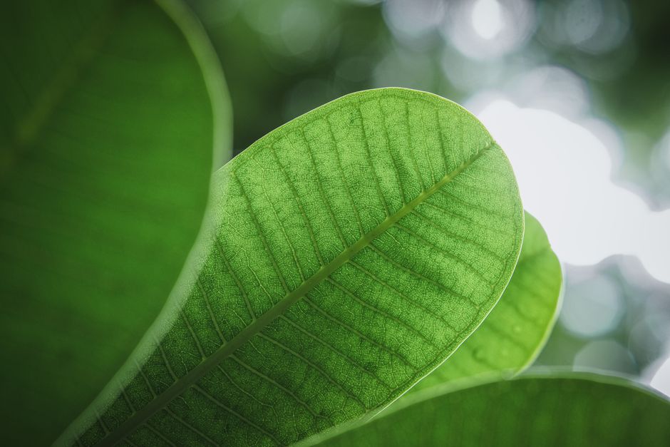what does a bay leaf do
