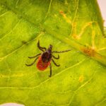 what does a parasite feel like symptoms explained