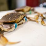 what does a pubic crab look like