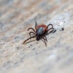 what does a tick eat blood is their only food