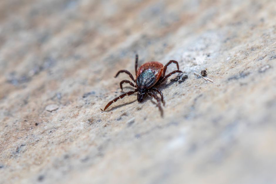 what does a tick eat blood is their only food