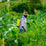 what does cyfluthrin kill and is it safe