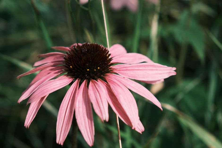 what does echinacea do