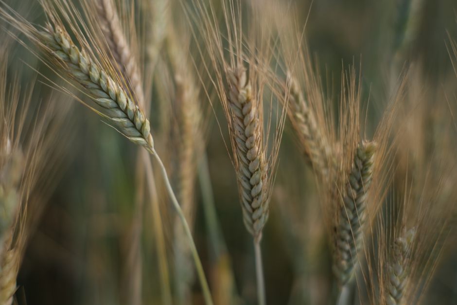 what does gluten intolerance mean symptoms diagnosis