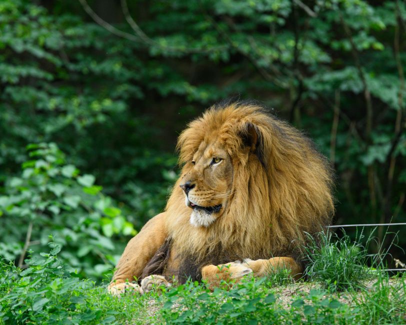 what does it eat lion