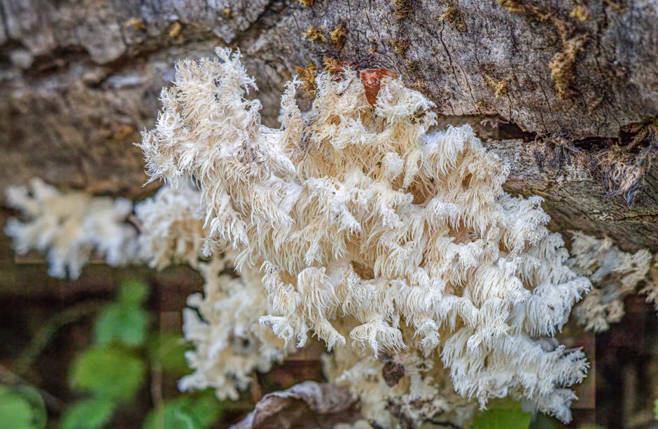 what does lions mane do