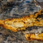 what does spalted wood mean and is it safe to use