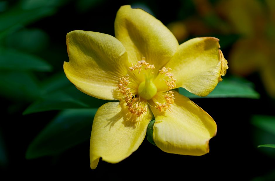 what does st john's wort do