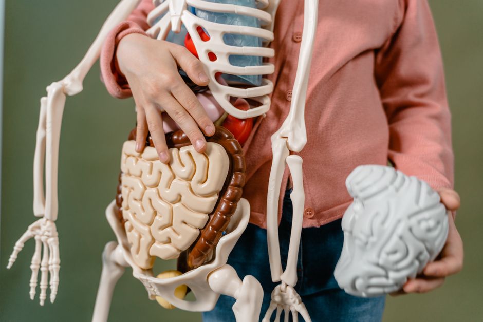what does the digestive system do for the body