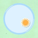 what is a basophil