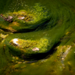 what is a biofilm structure life cycle and impact
