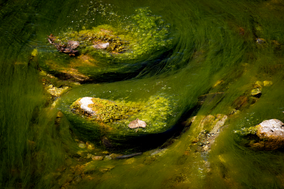 what is a biofilm structure life cycle and impact
