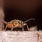 what is a borer types signs and how to manage