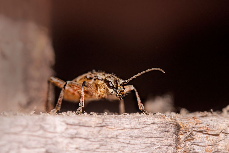what is a borer types signs and how to manage
