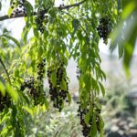 what is a chokecherry and is it safe to eat