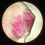 what is a clearing agent in histology