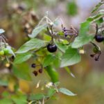 what is a nightshade allergy and what are the symptoms