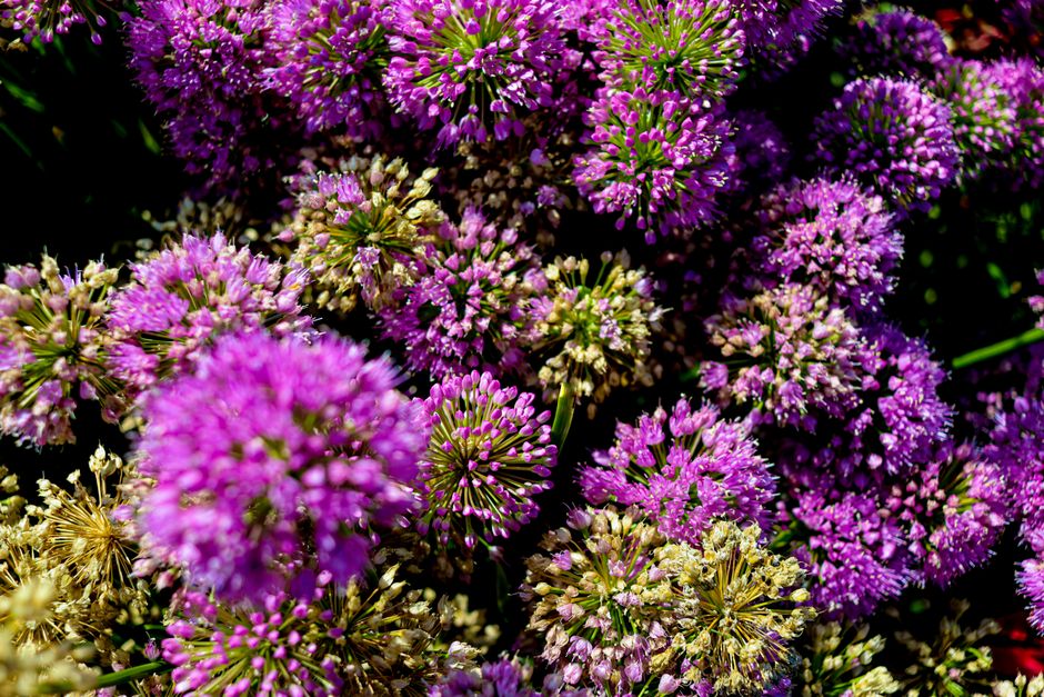 what is an allium allergy symptoms causes and management