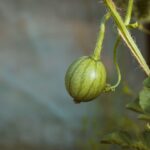 what is an emerald gem melon and how do you grow one