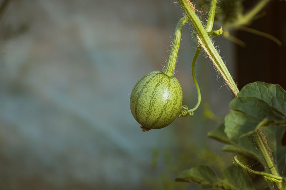 what is an emerald gem melon and how do you grow one