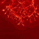 what is function of capillaries