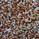 what is germinated brown rice nutrition and benefits