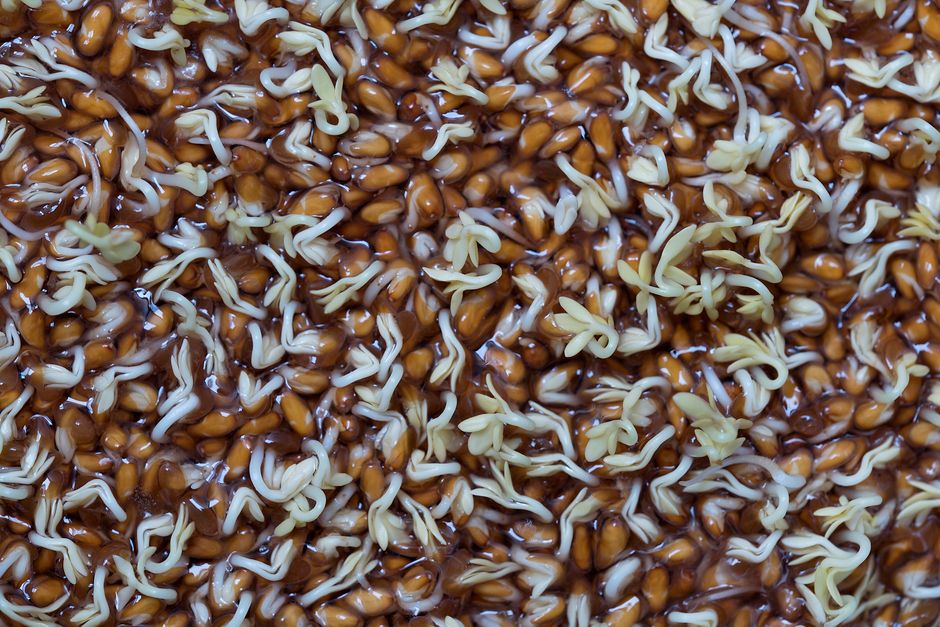 what is germinated brown rice nutrition and benefits