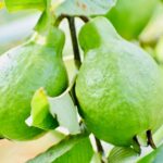 what is guava fruit